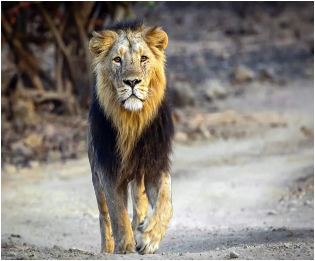 India’s Asiatic lion population increased from 523 in 2015 to 891 in 2025